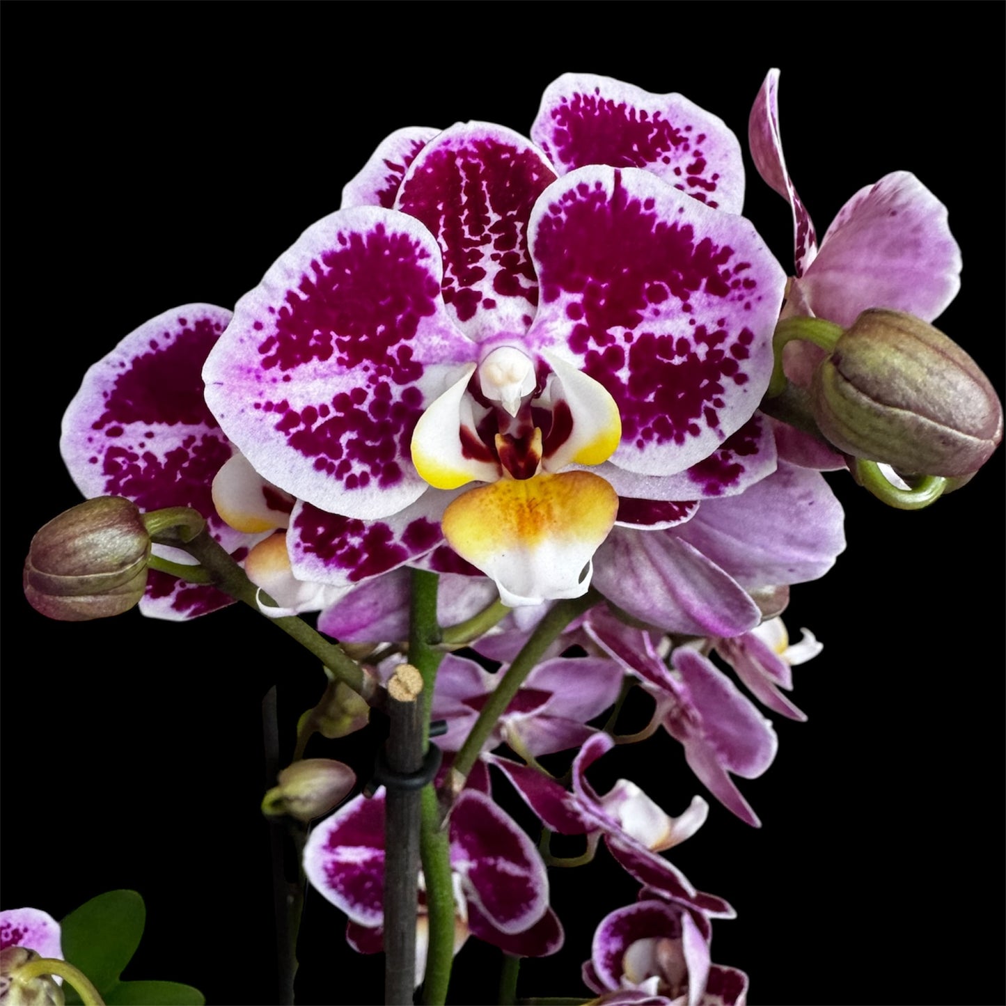 7️⃣6️⃣. Optimost Mix – Famous Orchids 4 Spikes