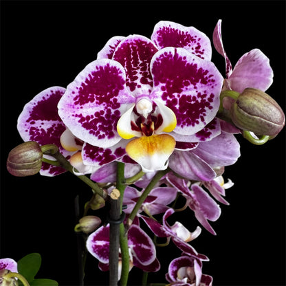 7️⃣6️⃣. Optimost Mix – Famous Orchids 4 Spikes