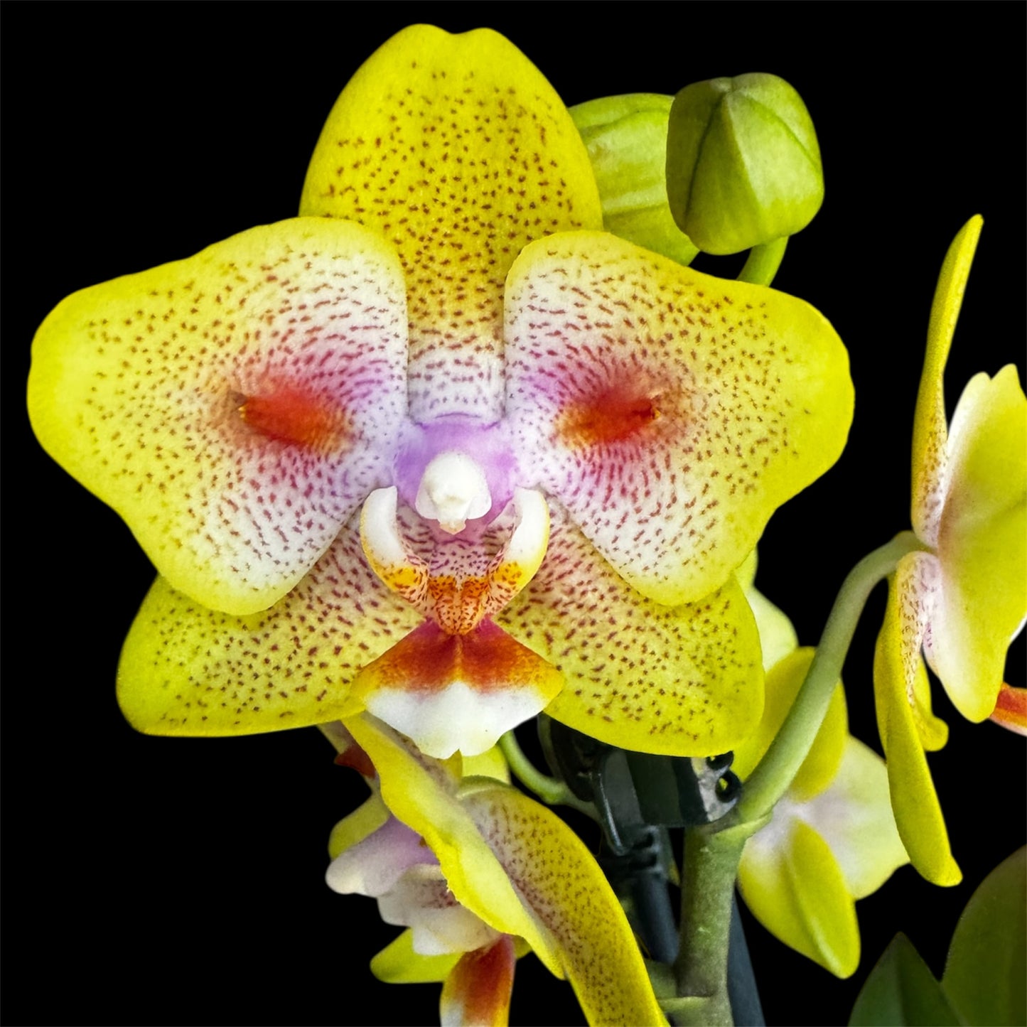 1️⃣2️⃣. Yaphon Yellow Batman – Limited Edition Peloric Butterfly Bloom Phalaenopsis Orchid