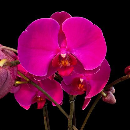 8️⃣6️⃣. Optistar Hollywood Mix 2 Spike Orchids