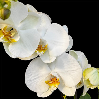 8️⃣6️⃣. Optistar Hollywood Mix 2 Spike Orchids