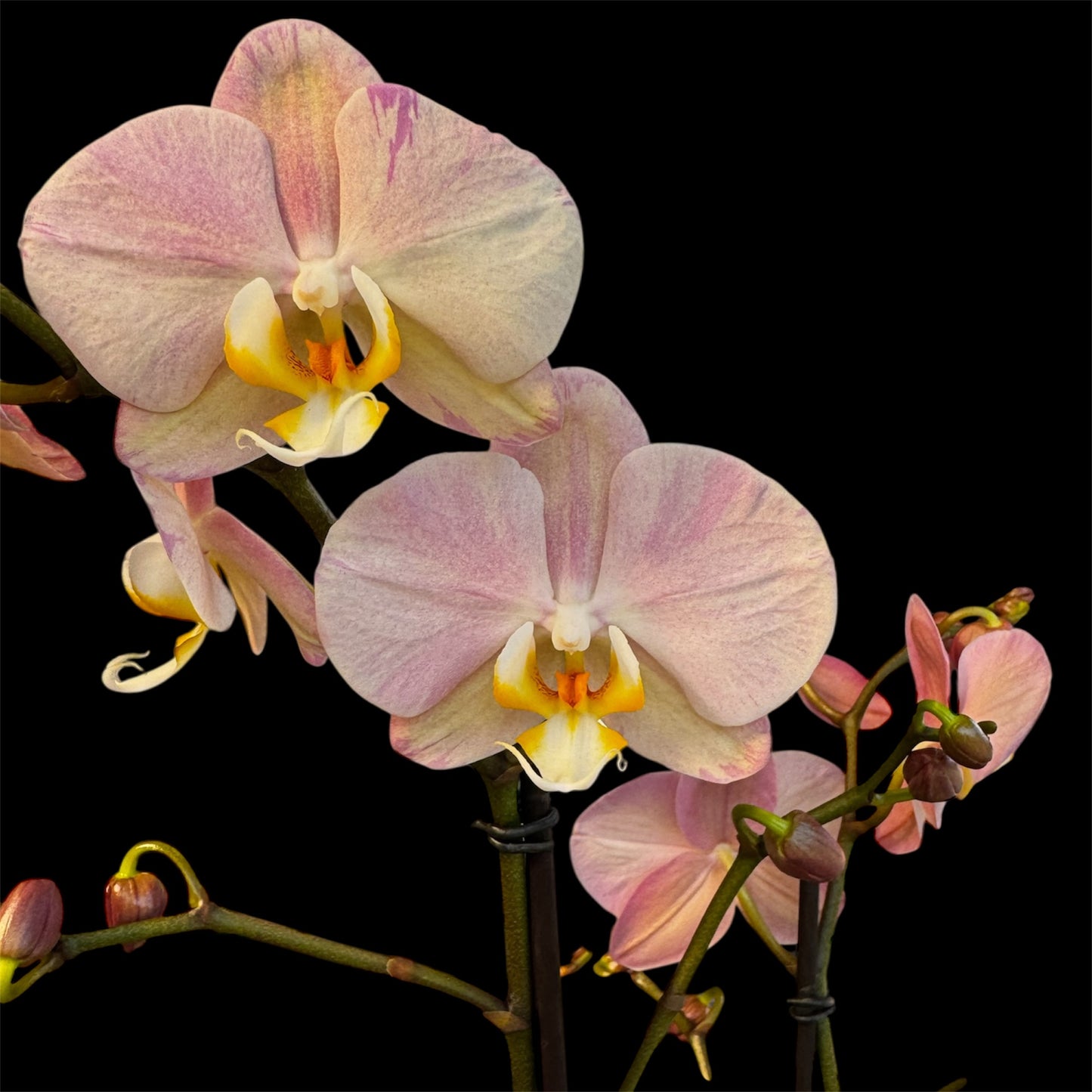 8️⃣6️⃣. Optistar Hollywood Mix 2 Spike Orchids