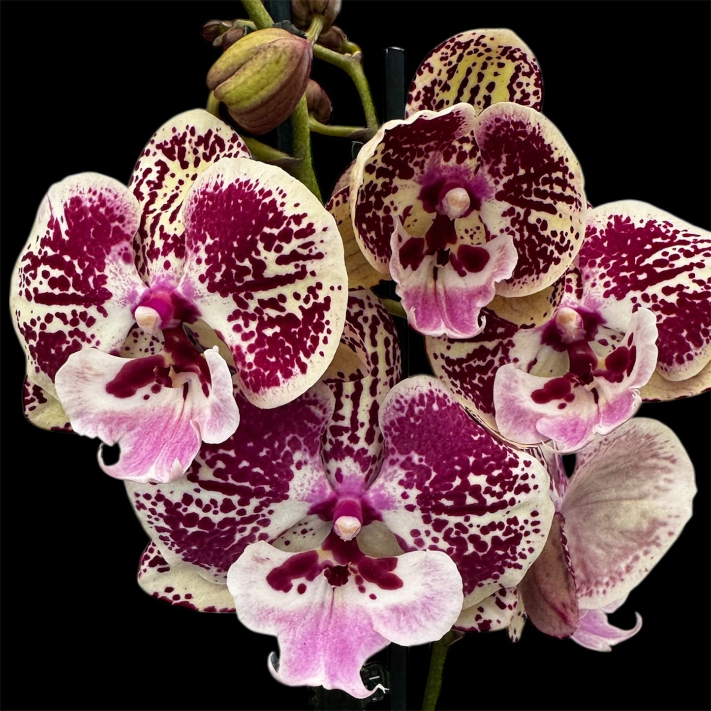 1️⃣2️⃣. Big Lip Orchid Mix – 60–65cm Tall  Exotic Phalaenopsis