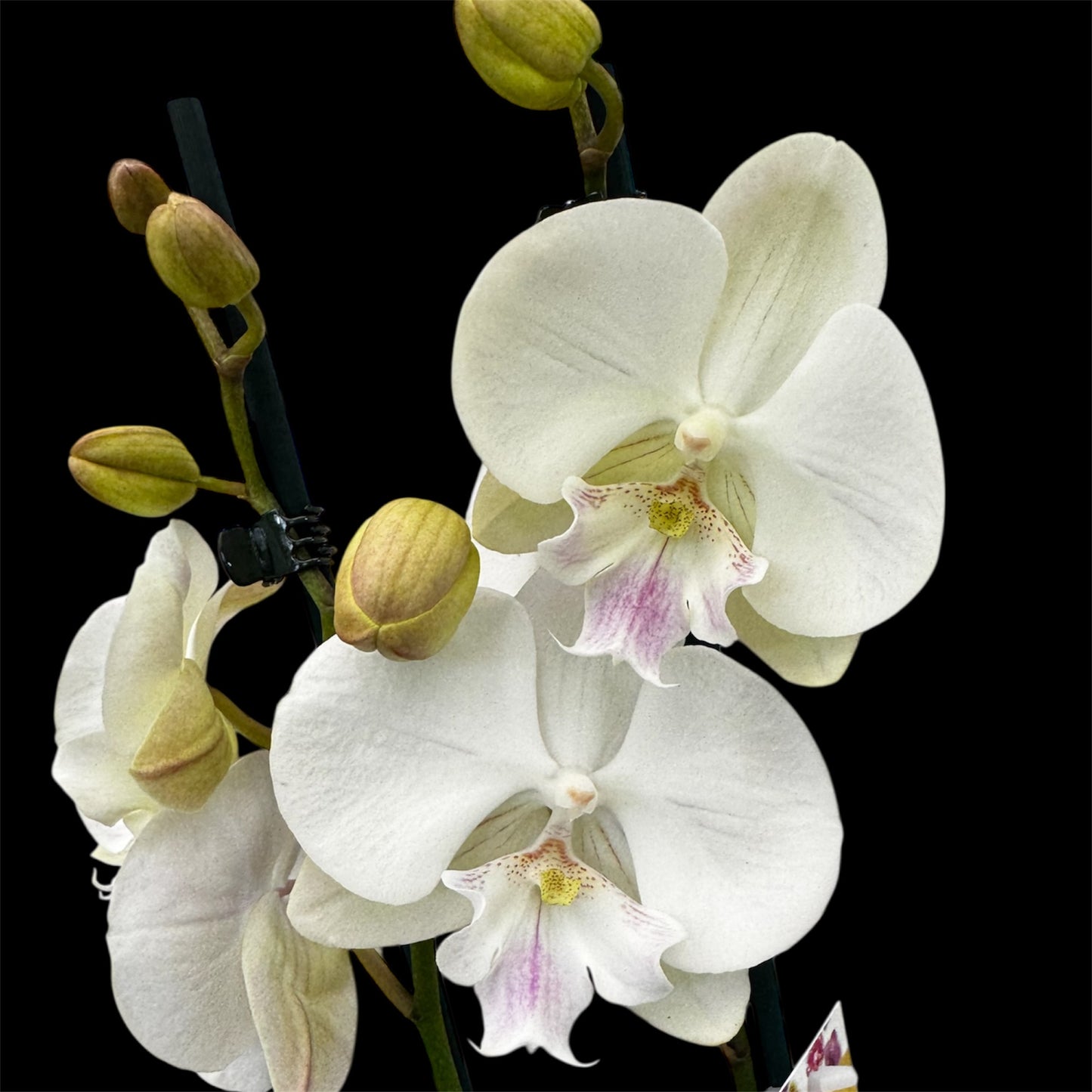 1️⃣2️⃣. Big Lip Orchid Mix – 60–65cm Tall  Exotic Phalaenopsis