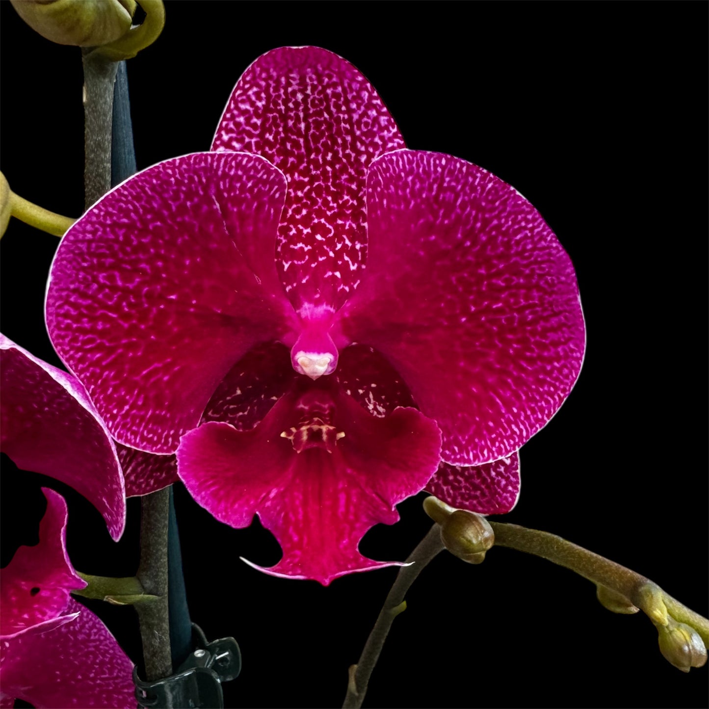 1️⃣2️⃣. Big Lip Orchid Mix – 60–65cm Tall  Exotic Phalaenopsis