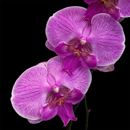 1️⃣2️⃣. Big Lip Orchid Mix – 60–65cm Tall  Exotic Phalaenopsis