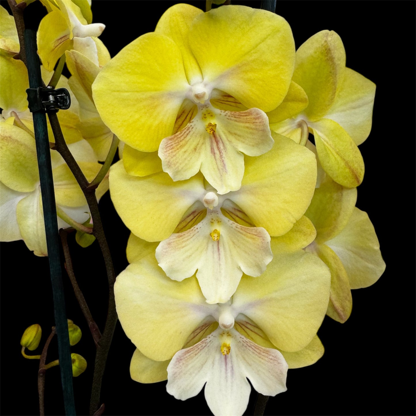 1️⃣2️⃣. Big Lip Orchid Mix – 60–65cm Tall  Exotic Phalaenopsis