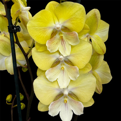 1️⃣2️⃣. Big Lip Orchid Mix – 60–65cm Tall  Exotic Phalaenopsis