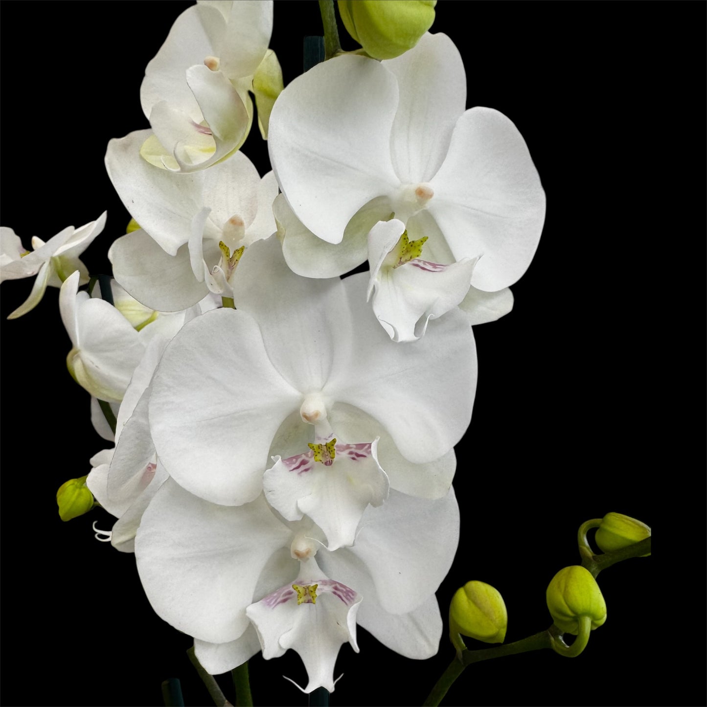 1️⃣2️⃣. Big Lip Orchid Mix – 60–65cm Tall  Exotic Phalaenopsis