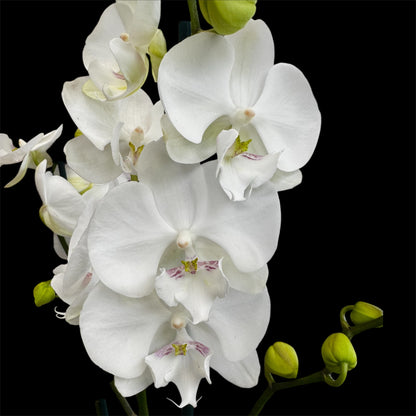 1️⃣2️⃣. Big Lip Orchid Mix – 60–65cm Tall  Exotic Phalaenopsis
