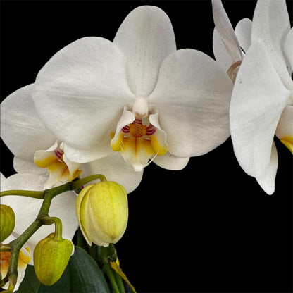 7️⃣6️⃣. Optimost Mix – Famous Orchids 4 Spikes