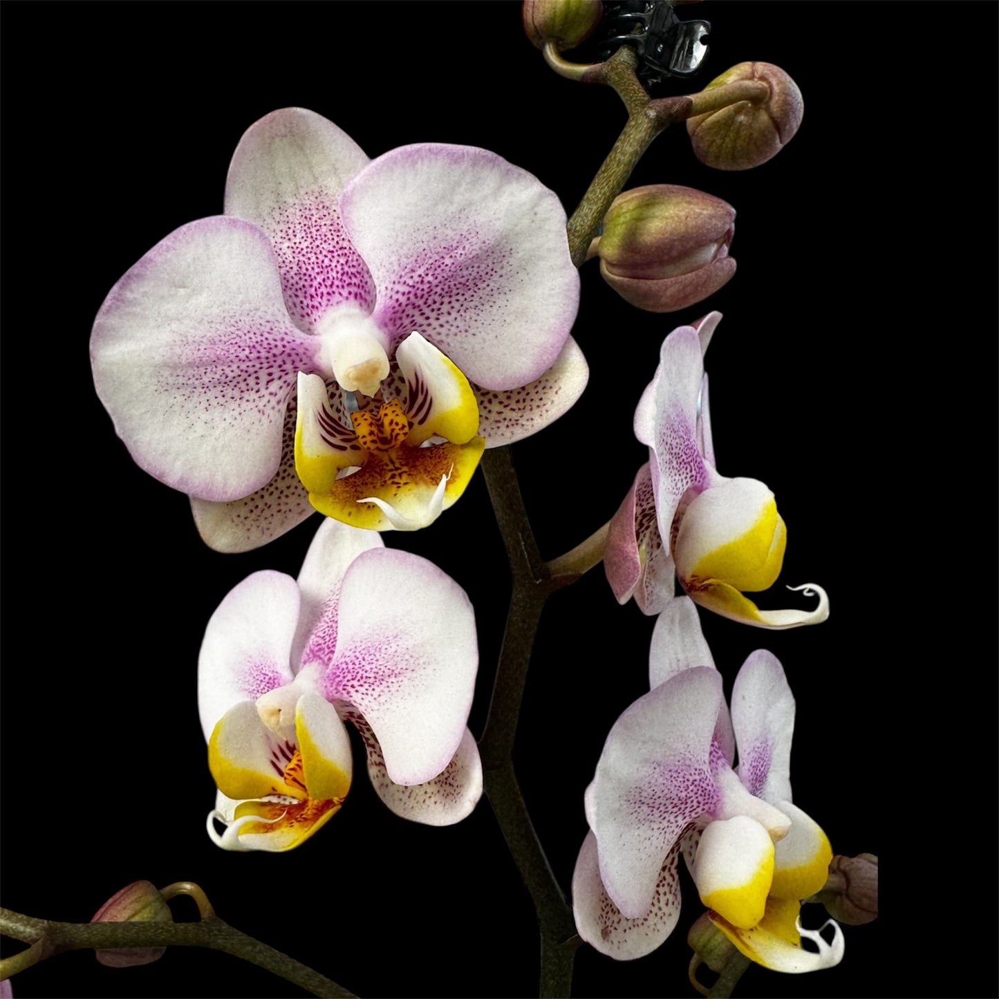 1️⃣9️⃣. Carola Orchid- Limited edition, 50cm tall