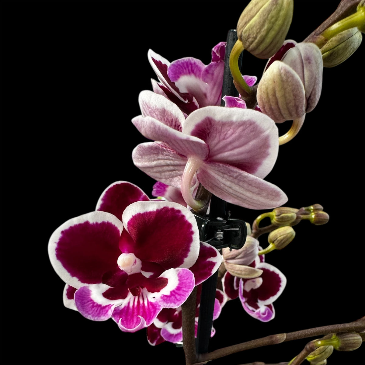 Cha Cha  Big Lip Orchid