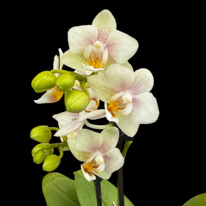 4️⃣6️⃣. ‘Tiny Doll’ Phalaenopsis Orchid – 25cm Tall | 7cm Nursery Pot | 2 Spike Live Flowering Mini Orchid (Mixed Colours)