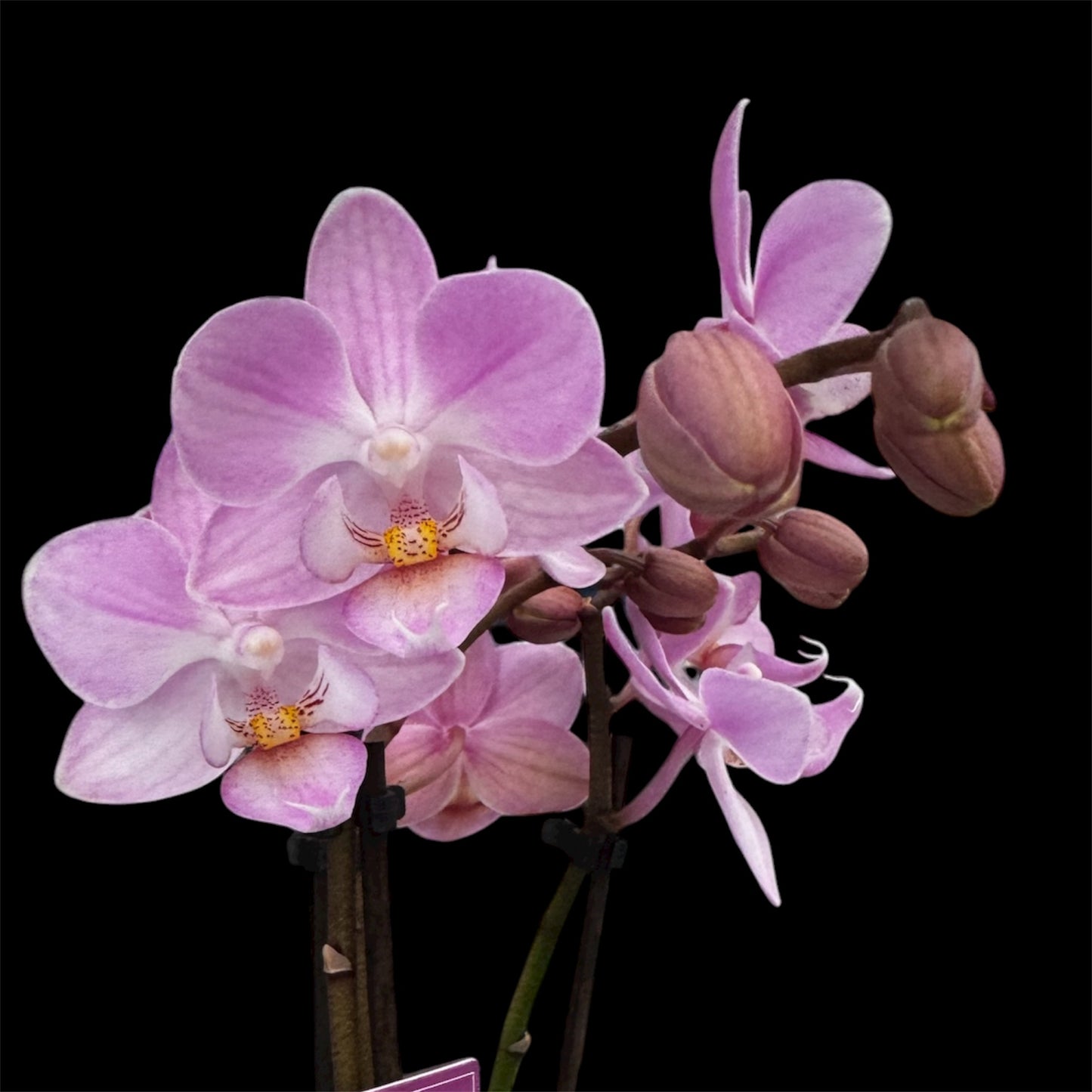 4️⃣6️⃣. ‘Tiny Doll’ Phalaenopsis Orchid – 25cm Tall | 7cm Nursery Pot | 2 Spike Live Flowering Mini Orchid (Mixed Colours)