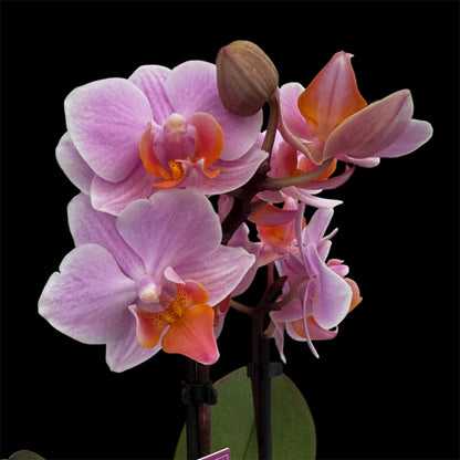 4️⃣6️⃣. ‘Tiny Doll’ Phalaenopsis Orchid – 25cm Tall | 7cm Nursery Pot | 2 Spike Live Flowering Mini Orchid (Mixed Colours)