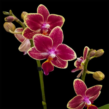 4️⃣6️⃣. ‘Tiny Doll’ Phalaenopsis Orchid – 25cm Tall | 7cm Nursery Pot | 2 Spike Live Flowering Mini Orchid (Mixed Colours)