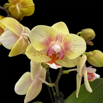 4️⃣6️⃣. ‘Tiny Doll’ Phalaenopsis Orchid – 25cm Tall | 7cm Nursery Pot | 2 Spike Live Flowering Mini Orchid (Mixed Colours)