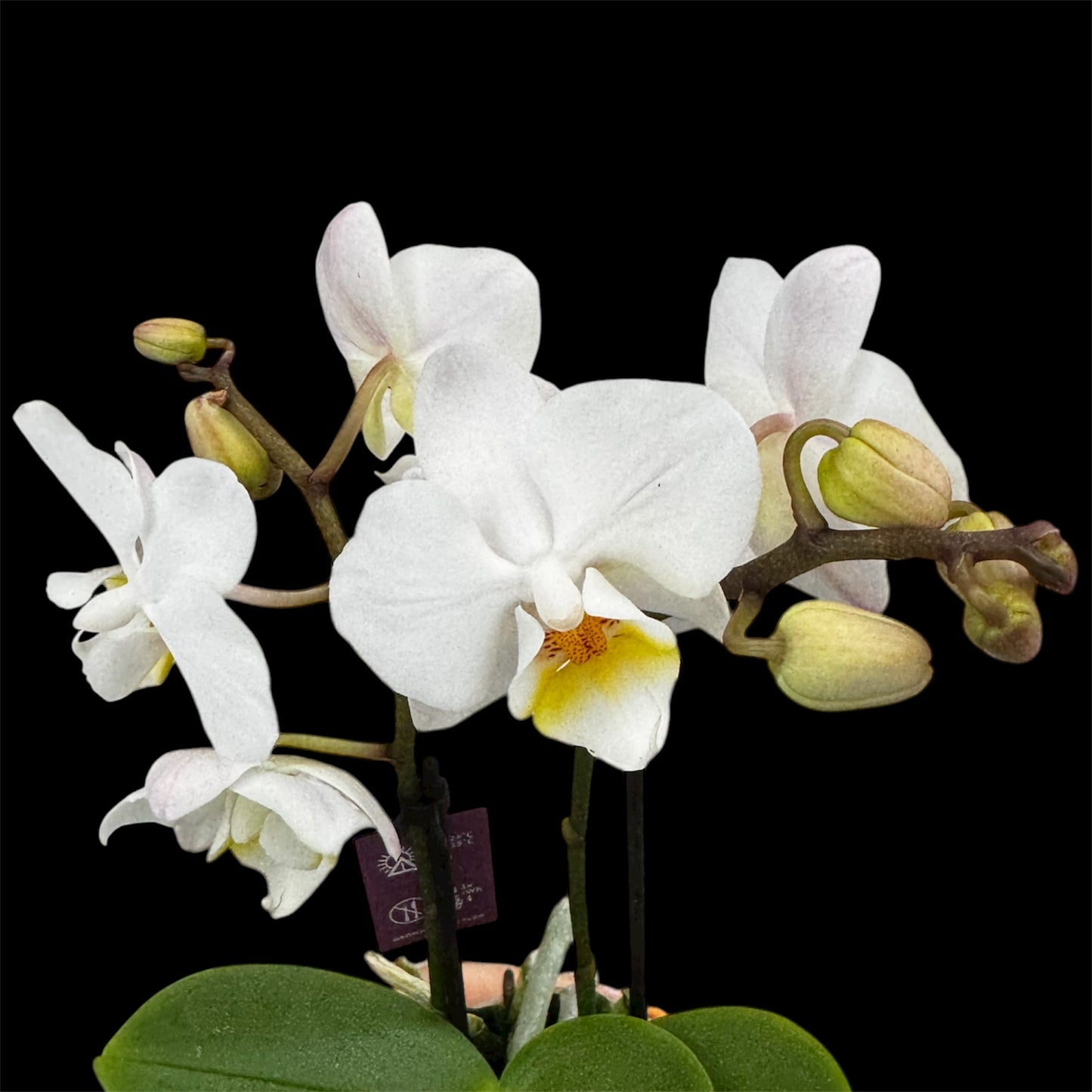 4️⃣6️⃣. ‘Tiny Doll’ Phalaenopsis Orchid – 25cm Tall | 7cm Nursery Pot | 2 Spike Live Flowering Mini Orchid (Mixed Colours)