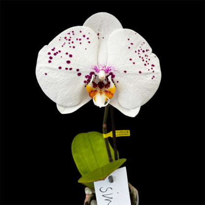 2️⃣7️⃣. Premium Singolo Orchid – XXL Bloom, Single Oversized Flower  9cm Nursery Pot (Decorative Pot Not Included)