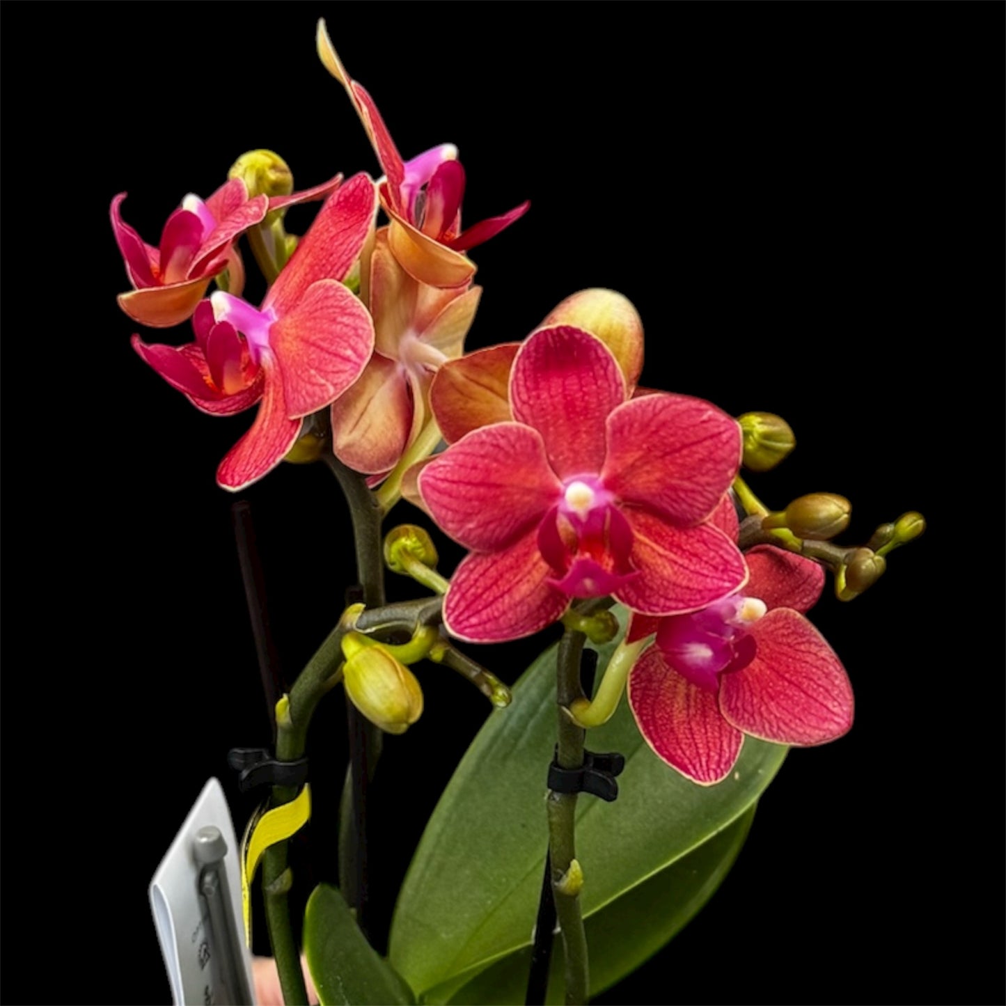 4️⃣6️⃣. ‘Tiny Doll’ Phalaenopsis Orchid – 25cm Tall | 7cm Nursery Pot | 2 Spike Live Flowering Mini Orchid (Mixed Colours)