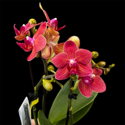 4️⃣6️⃣. ‘Tiny Doll’ Phalaenopsis Orchid – 25cm Tall | 7cm Nursery Pot | 2 Spike Live Flowering Mini Orchid (Mixed Colours)