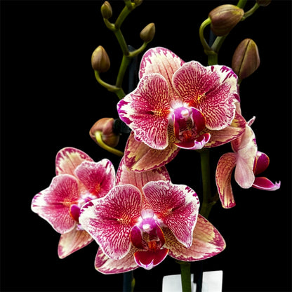 5️⃣9️⃣. Pirate Picotee Peloric Butterfly Orchid – Phalaenopsis | Approx. 60cm Tall | 12cm Nursery Pot