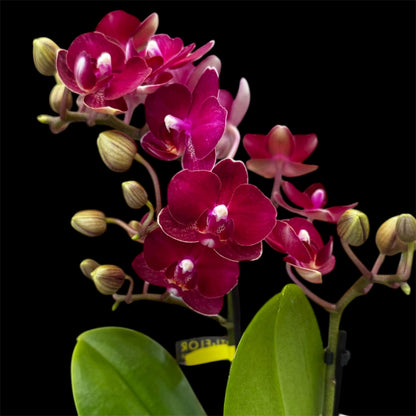 4️⃣2️⃣.Bouquetto Mix Phalaenopsis Orchids - 3-5 Blooming Spikes Live Plant 30-35CM Tall