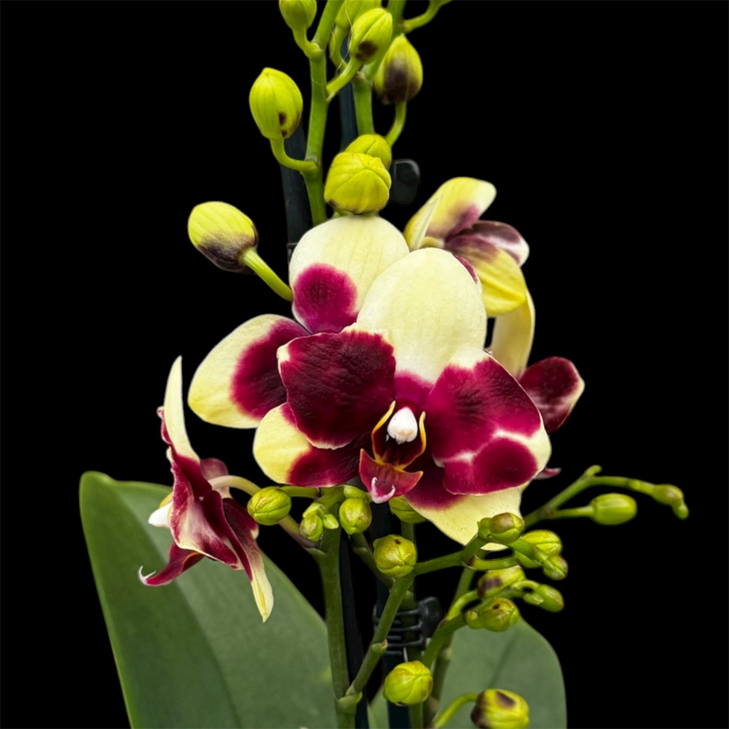 105. ‘Catania’Phalaenopsis Orchid Limited Edition – 45cm Tall | 12cm Nursery Pot | Live Flowering Indoor Plant