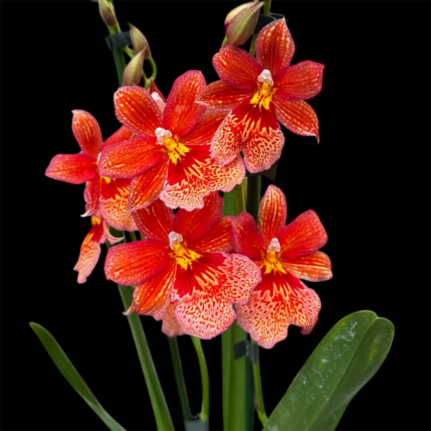 7️⃣7️⃣. Nelly Isler Orchid SCENTED