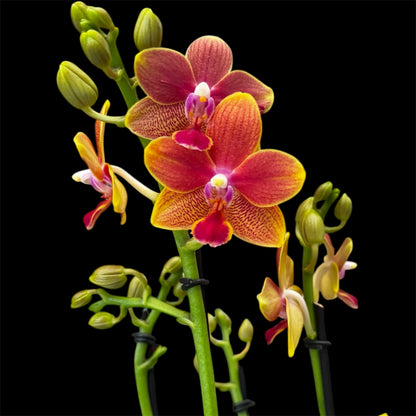 2️⃣9️⃣. Scented MEDIUM Phalaenopsis Orchid Collection – Mixed Colours (12 cm Pot, 50 cm Tall)