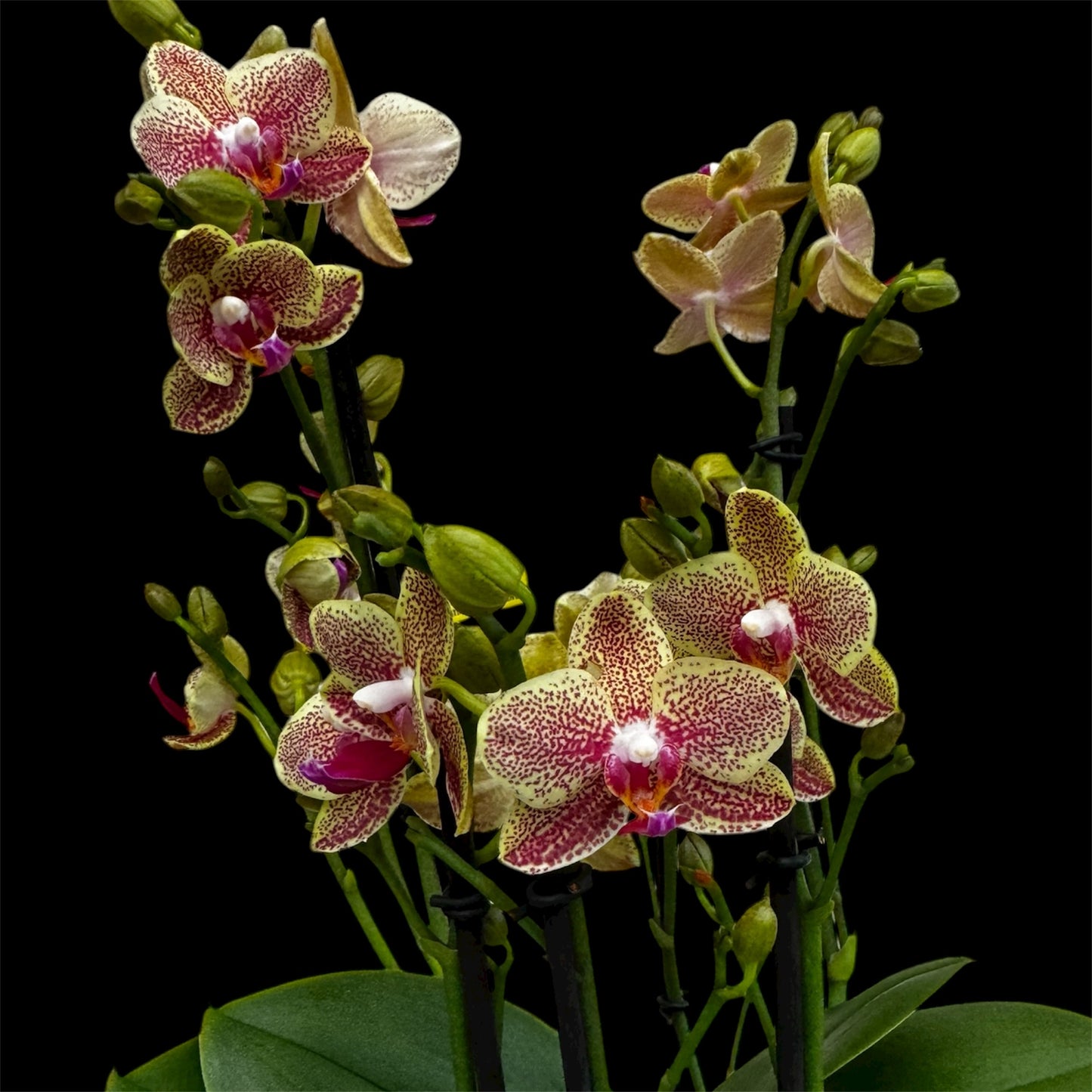 2️⃣3️⃣. Picachu Orchid 45–50 cm Tall