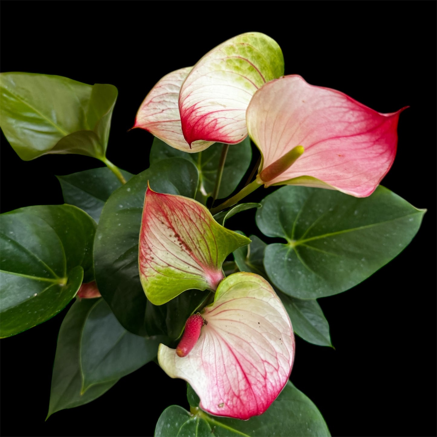 4️⃣1️⃣. Anthurium – Mixed Colours (Red, Pink, Black) | 40cm Tall | 12cm Nursery Pot | Live Indoor Flowering Plant