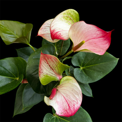 4️⃣1️⃣. Anthurium – Mixed Colours (Red, Pink, Black) | 40cm Tall | 12cm Nursery Pot | Live Indoor Flowering Plant