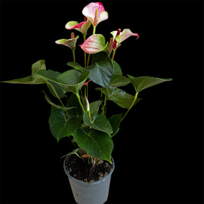 4️⃣1️⃣. Anthurium – Mixed Colours (Red, Pink, Black) | 40cm Tall | 12cm Nursery Pot | Live Indoor Flowering Plant