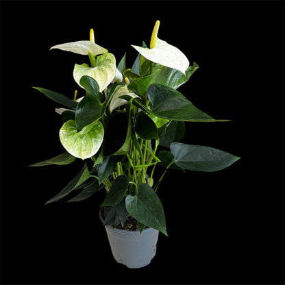 4️⃣1️⃣. Anthurium – Mixed Colours (Red, Pink, Black) | 40cm Tall | 12cm Nursery Pot | Live Indoor Flowering Plant