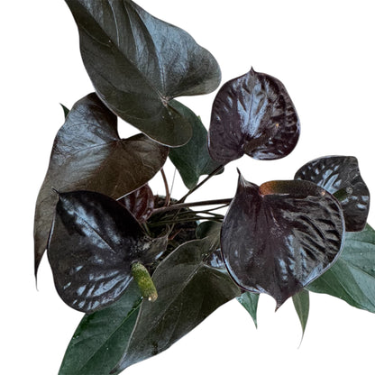 4️⃣1️⃣. Anthurium – Mixed Colours (Red, Pink, Black) | 40cm Tall | 12cm Nursery Pot | Live Indoor Flowering Plant