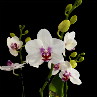 4️⃣2️⃣.Bouquetto Mix Phalaenopsis Orchids - 3-5 Blooming Spikes Live Plant 30-35CM Tall