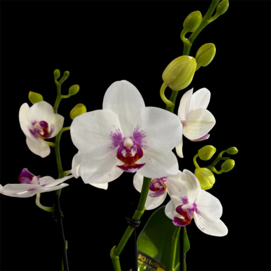 21. .Boquetto Mix Phalaenopsis Orchids - 3-5 Blooming Spikes Live Plant 30-35CM Tall