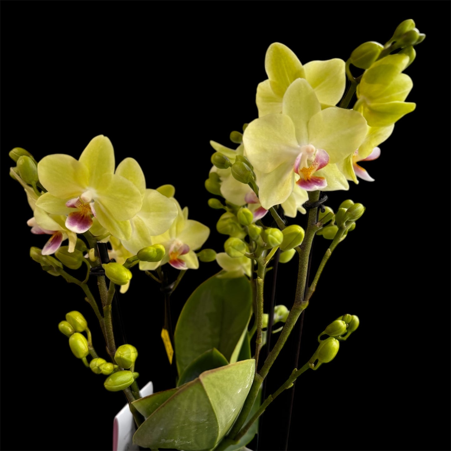 4️⃣2️⃣.Bouquetto Mix Phalaenopsis Orchids - 3-5 Blooming Spikes Live Plant 30-35CM Tall