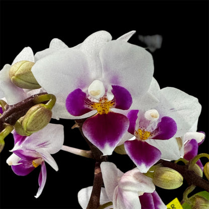 4️⃣6️⃣. ‘Tiny Doll’ Phalaenopsis Orchid – 25cm Tall | 7cm Nursery Pot | 2 Spike Live Flowering Mini Orchid (Mixed Colours)