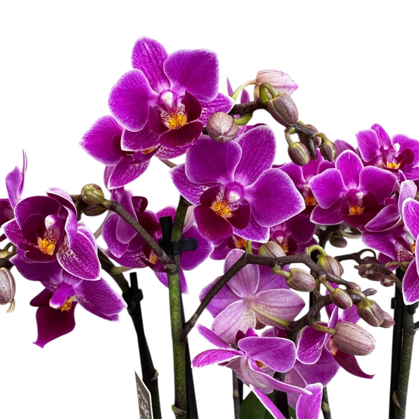 4️⃣6️⃣. ‘Tiny Doll’ Phalaenopsis Orchid – 25cm Tall | 7cm Nursery Pot | 2 Spike Live Flowering Mini Orchid (Mixed Colours)
