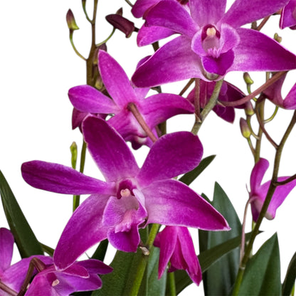 1️⃣0️⃣.  Dendrobium Orchid ‘Berry Oda’ – 40cm Tall | 12cm Nursery Pot | Fragrant Live Flowering Indoor Plant