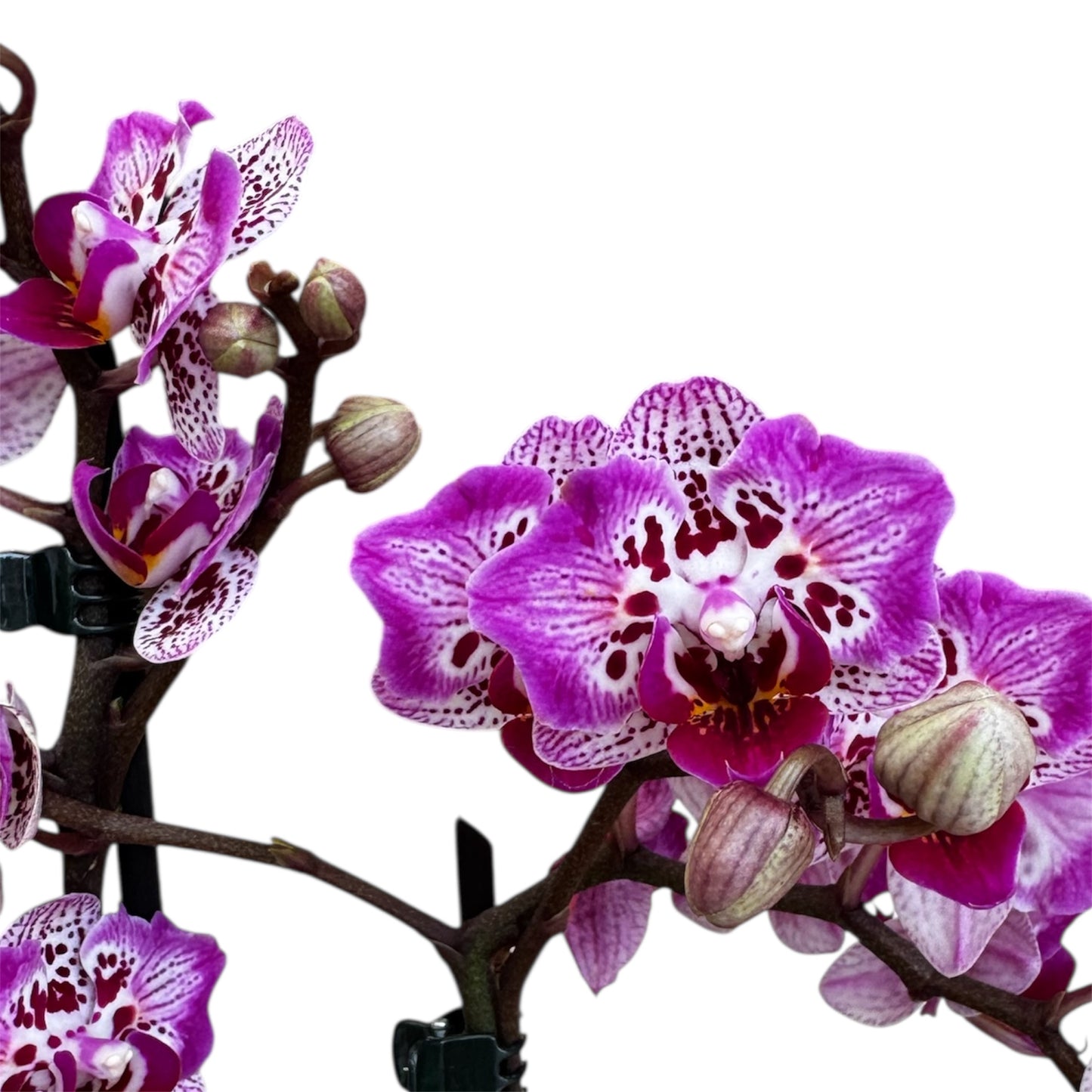 71. Phalaenopsis Orchid ‘Formosa Cranberry (Wilson)’ – 45cm Tall | 12cm Nursery Pot | Live Flowering Indoor Plant