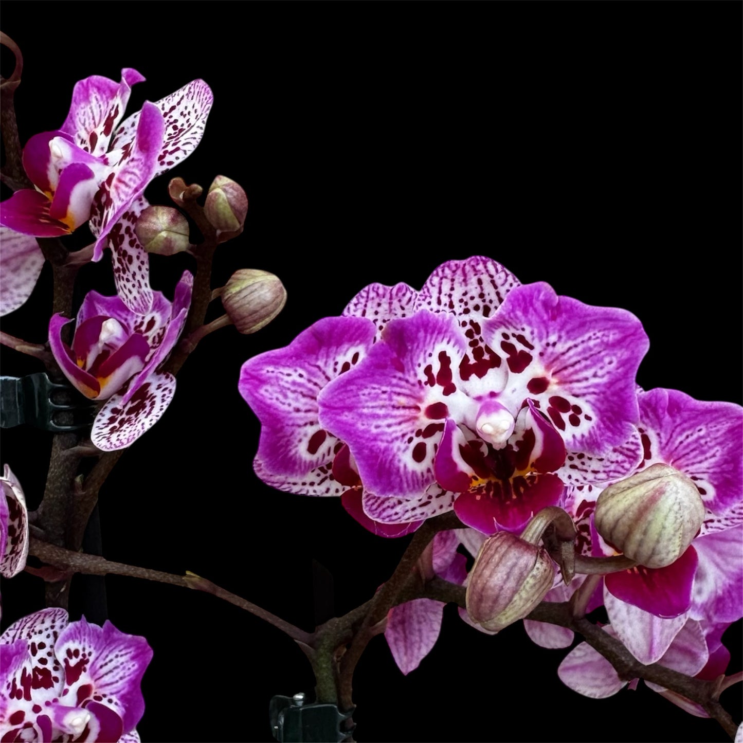 71. Phalaenopsis Orchid ‘Formosa Cranberry (Wilson)’ – 45cm Tall | 12cm Nursery Pot | Live Flowering Indoor Plant