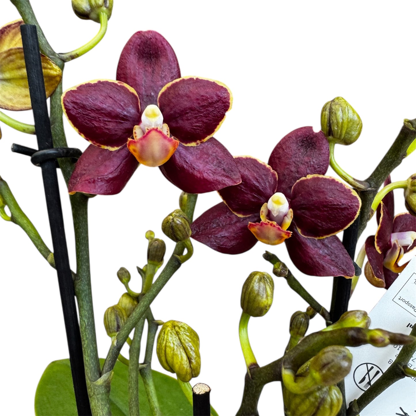 4️⃣6️⃣. ‘Tiny Doll’ Phalaenopsis Orchid – 25cm Tall | 7cm Nursery Pot | 2 Spike Live Flowering Mini Orchid (Mixed Colours)