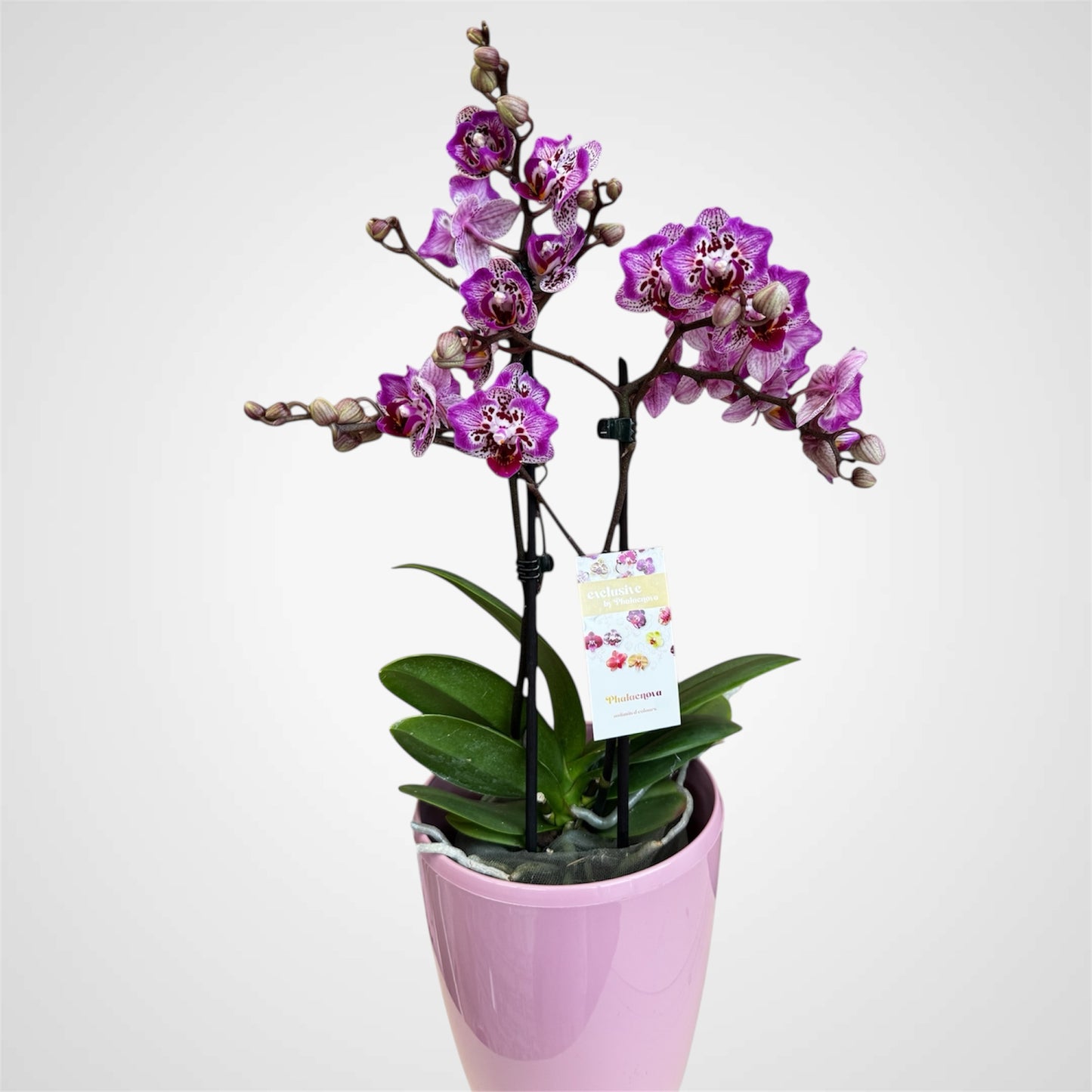 71. Phalaenopsis Orchid ‘Formosa Cranberry (Wilson)’ – 45cm Tall | 12cm Nursery Pot | Live Flowering Indoor Plant
