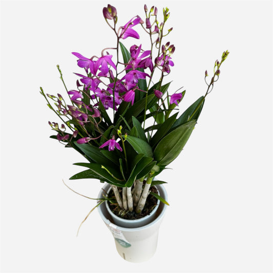 1️⃣0️⃣.  Dendrobium Orchid ‘Berry Oda’ NOT IN BLOOM – 40cm Tall | 12cm Nursery Pot | Fragrant Live Flowering Indoor Plant