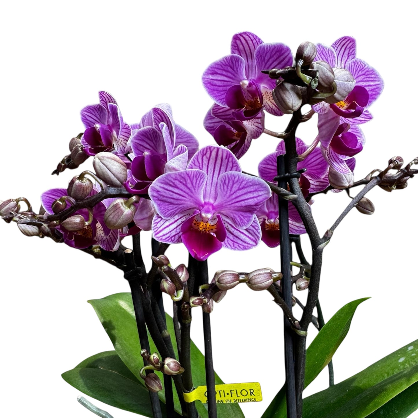 4️⃣2️⃣.Bouquetto Mix Phalaenopsis Orchids - 3-5 Blooming Spikes Live Plant 30-35CM Tall