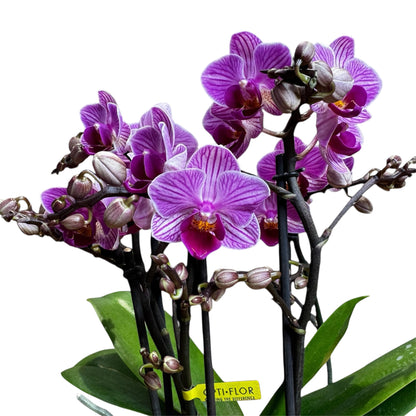 4️⃣2️⃣.Bouquetto Mix Phalaenopsis Orchids - 3-5 Blooming Spikes Live Plant 30-35CM Tall